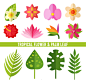 12款热带植物花卉和叶子矢量素材