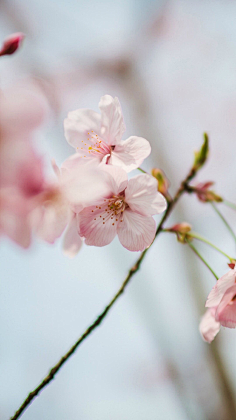 咪丸采集到樱花季，桜花祭