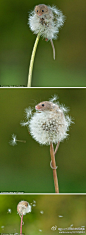 [] DearYuki森女新闻速递#森活趣味# 这是一组小巢鼠（harvest mouse）爬上蒲公英玩耍的照片。说不清是风还是它吹散了蒲公英。巢鼠是欧洲最小的啮齿动物，平均身长6厘米，体重5-7克。自2001年起，它被列为濒危保护动物。│摄影师：Matt BInstead来自:新浪微博