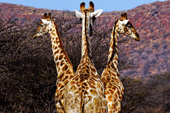 骑着猪的驴打滚采集到giraffe