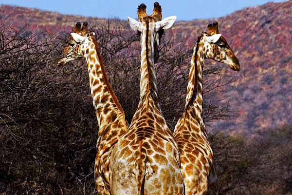 Giraffe-长颈鹿