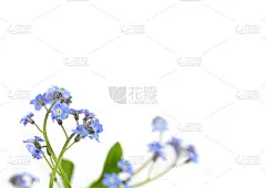 蓝色温柔的春天勿忘我花在白色的背景上。A4纸大小的边框照片，可自由复印文本。用于卡片、请柬或婚礼装饰