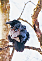 this-is-wild:

Raven in HDR (by Douglas Brown)
