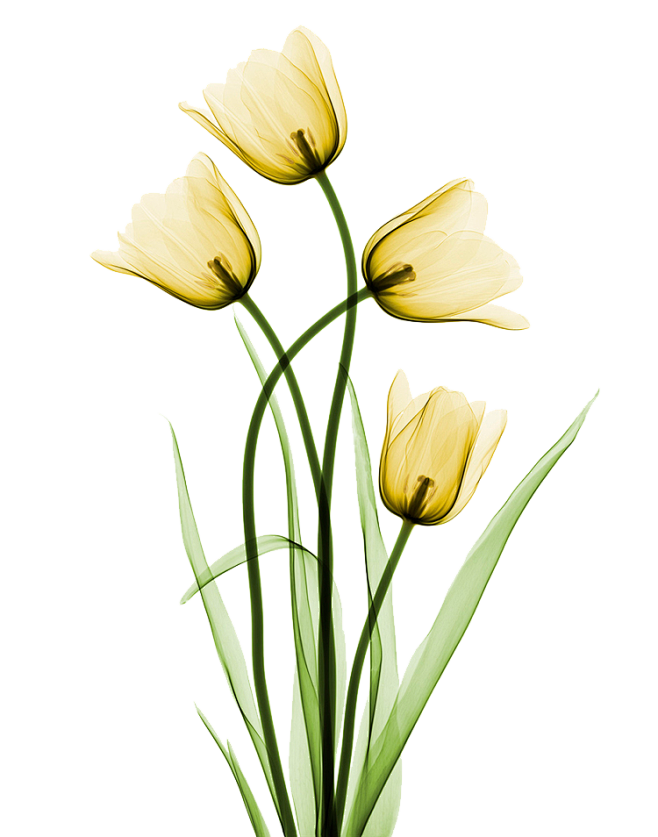 透明 绿色 花苞 素材 装饰元素免抠pn...