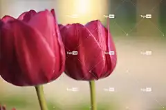 郁金香 花卉背景 春天 花壁纸 自然 美丽的花朵 花