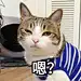 橙子persion