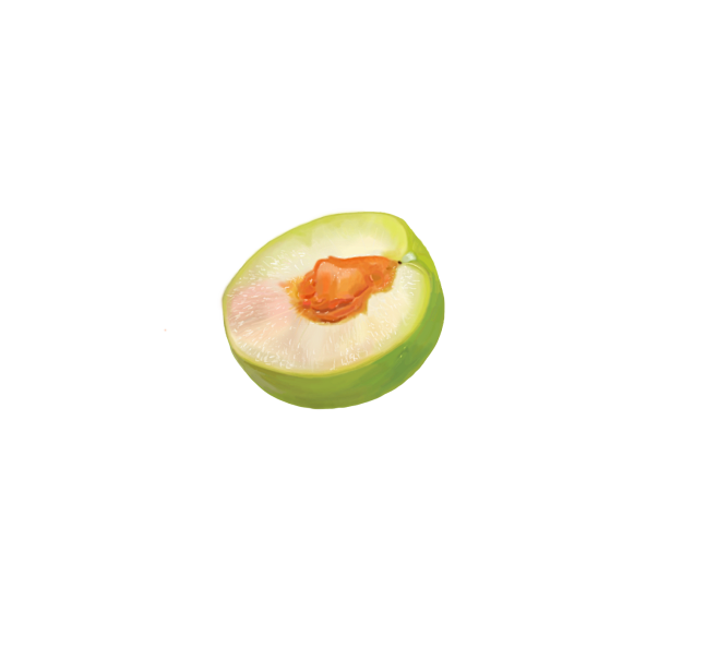 手绘青梅