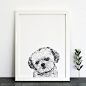 Shih Tzu Print