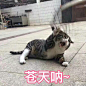 苍天呐——猫表情包