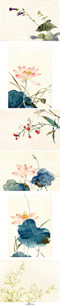 植物花卉插画、水彩