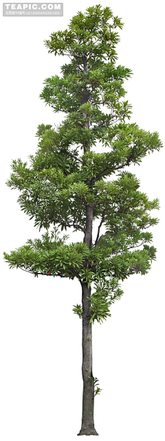 Ai~王小吖采集到植物