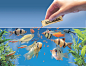 feeding fish