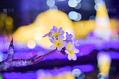 散景花背景