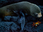 一头加拉帕戈斯海狗和一只莎莉飞毛腿蟹在一起休息