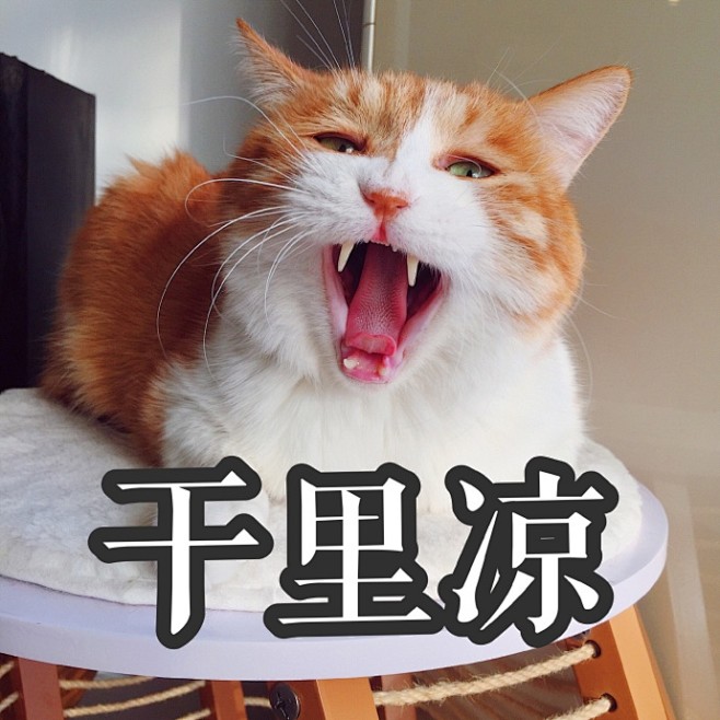 #著名网黄猫日# @著名网黄猫日 
重回...