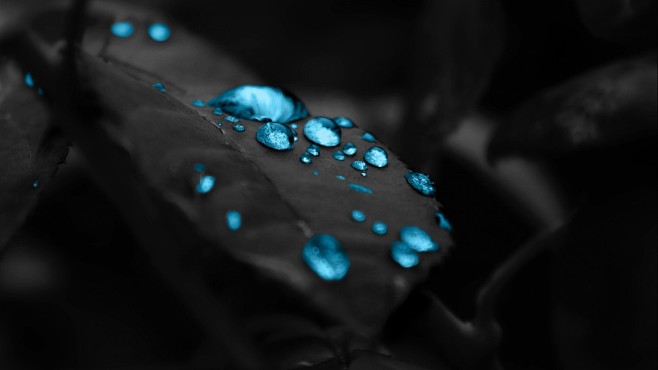 water drops leaves s...