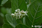 牛角瓜 Calotropis gigantea
夹竹桃科 牛角瓜属