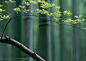 竹林风景-竹林里的枫树枝摄影背景桌面壁纸图片素材