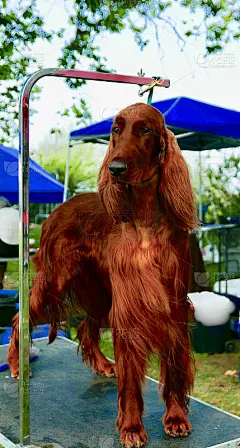 闪光爱尔兰雪达犬