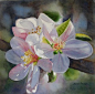 Appleblossoms in Sunlight Watercolor at ArtistRising.com by Sharon Freeman