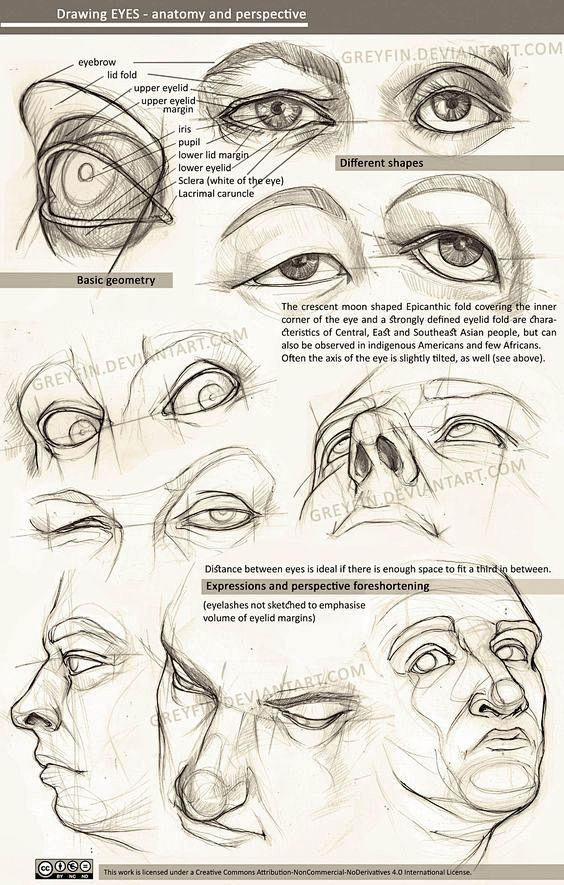 Drawing eyes - anato...