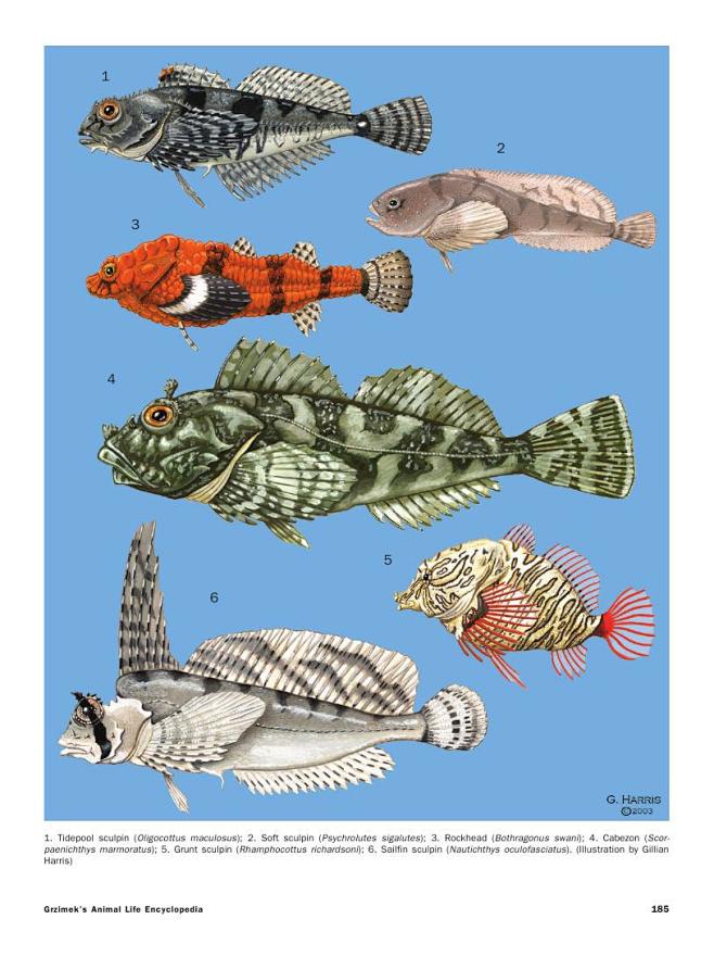 世界鱼类图鉴●石斑鱼