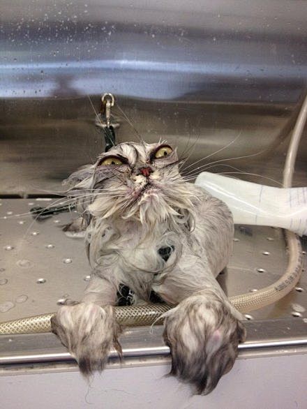 猫咪洗完澡之后，对不起，我实在不该笑的哈...