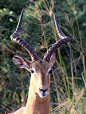 南非克鲁格国家公园，这只黑斑羚可能无意中两角挂住了蛛网，这只蜘蛛索性就住在上面了。
摄影：Frank Solomon