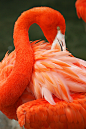 Photograph Flamingo at the Zoo by Rich Cruse on 500px