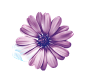 紫花