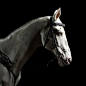 Closeup portrait white horse in the dark by Oleg Gekman