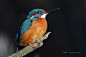 Kingfisher with closed eyes摄影照片