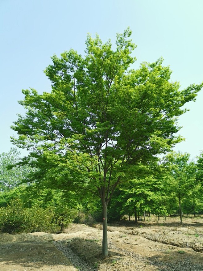 榉树 胸径12cm