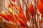 leaf, orange leaves, cuttlefish leaves, orange, yellow, red, colors, brown, foliage, bright colors