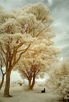 猫♛斯拉·²¼·采集到梦❤守望雪国的那抹白