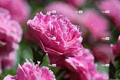 介子 花卉 花壁纸 盛开 粉红牡丹 花园 植物 特写 粉红色的花