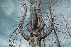 精灵树人物手枝面对神秘的森林幻想