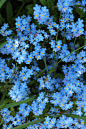 boschintegral-photo:

Forget-Me-Nots
