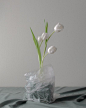 flor white daytona tulip