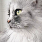 全世界最美大理石波斯猫，没有之一！