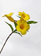 绘画素材：黄蝉花 - 小红书