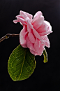 XINHUA ZOU在 500px 上的照片粉色山茶花