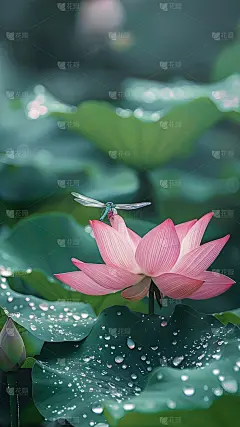 夏日通用实景背景绿色荷花荷叶蜻蜓自然