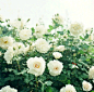 茉莉 #小清新# #壁纸# #背景图#