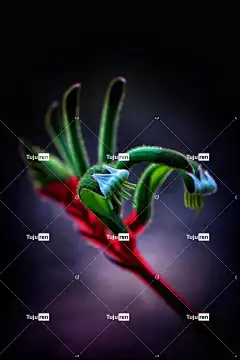 袋鼠爪 花 植物 野花 花壁纸 阿尼戈赞托斯 盛开 开花