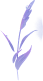 秋季节气插画-芦苇