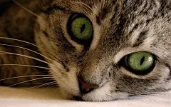  可爱萌宠猫星人桌面壁纸   #萌宠# #可爱# #优质#