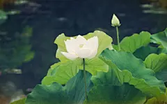 清新荷花桌面壁纸