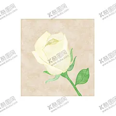 白玫瑰 【酷图网】白玫瑰,中国风,背景图,插画,底纹