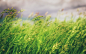 General 1920x1200 grass nature macro photography